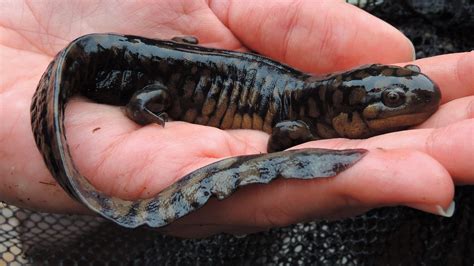 Maryland Biodiversity Project - Eastern Tiger Salamander (Ambystoma ...