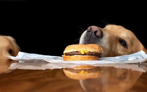 Human Foods Your Dog Shouldn’t Eat | NewDoggy.com