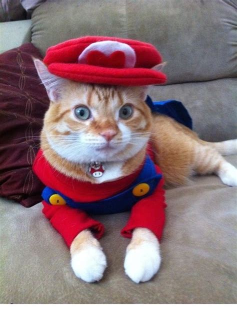 Check Out These Hilarious Halloween Costumes For Your Cat | Halloween ...