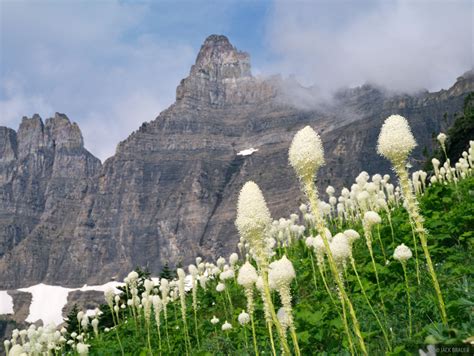 Bear Grass #2 | Glacier National Park, Montana | Mountain Photography ...