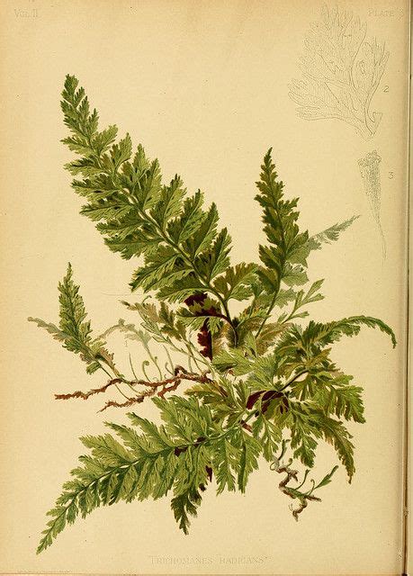 Killarney Fern | Botanical illustration, Botanical prints, Botanical drawings