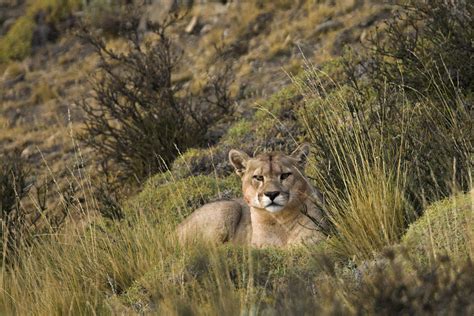 Puma, Torres del Paine | Terra Incognita Ecotours