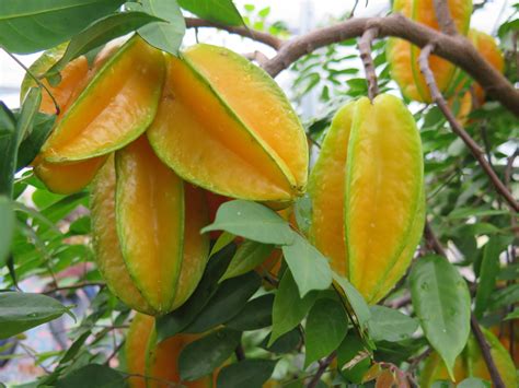 Carambola Facts, Health Benefits and Nutritional Value