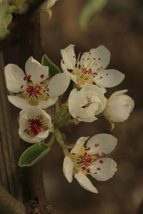 Cherry Picker Photos, Download The BEST Free Cherry Picker Stock Photos ...