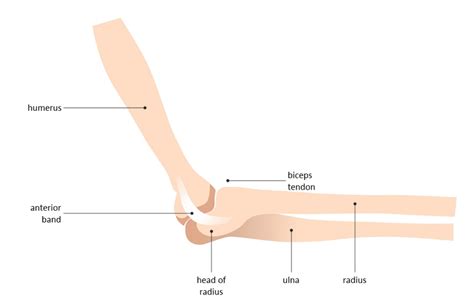 Hinge Joint Diagram For Kids