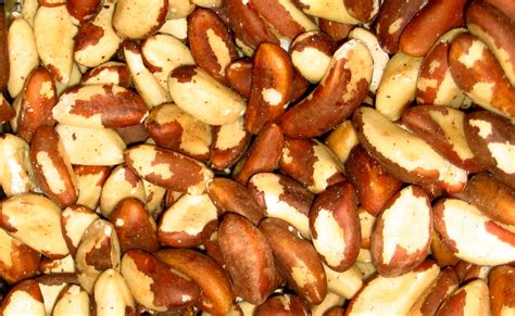 File:Brazil nuts.jpg - Wikipedia