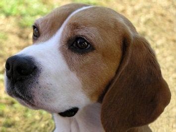 Beagle Puppy Training Beagle Puppy Pictures Beagle Potty Training Crate Training