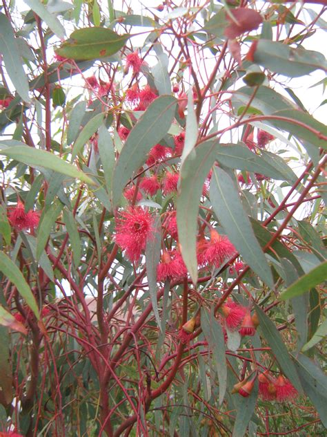 Eucalyptus leucoxylon rosea (Gum Tree) in 50mm Forestry Tube – Trigg Plants