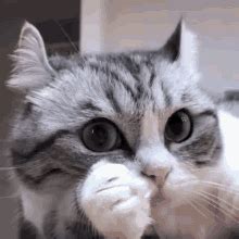 Thinking Cat GIF - Thinking Cat - Discover & Share GIFs