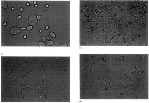 Starch - An Overview - NguyenStarch