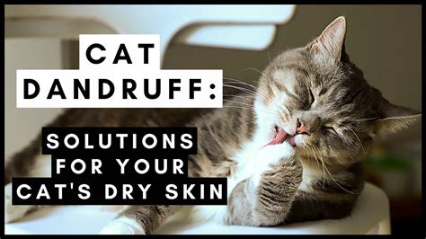Cat Dandruff Why It Happens And How To Treat It - vrogue.co