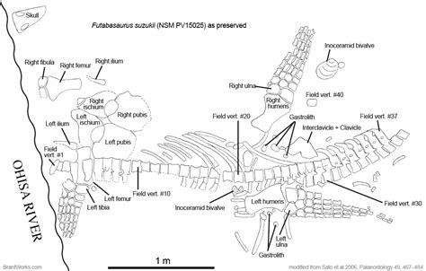 BrantWorks: Futabasaurus holotype