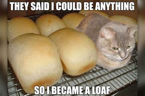 20 Cats Who Look Like Loaves Of Bread | Cuteness | Cat memes, Funny cat ...