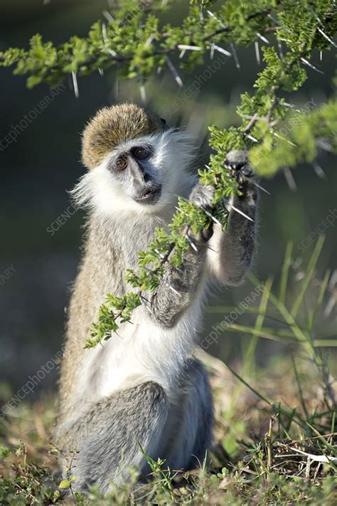 African green monkey feeding - Stock Image - C023/5337 - Science Photo ...