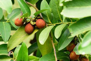 Tendu Fruit in Hindi | तेंदू फल के फायदे व नुकसान | Tendu ka Ped