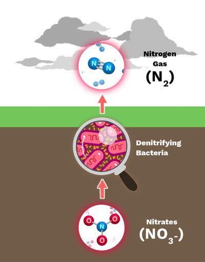 Denitrification - Labster