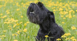 Giant Schnauzer Protection Dogs – Prestige Protection Dogs