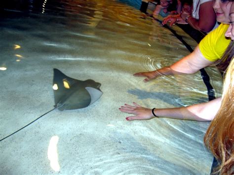 Cownose Stingray – "OCEAN TREASURES" Memorial Library