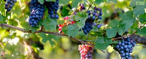 World’s Best Wineries In Northern Virginia That You Must Visit In 2023