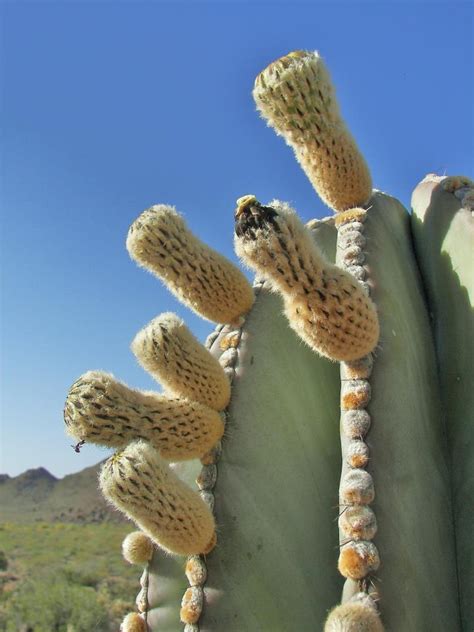 PlantFiles Pictures: Pachycereus Species, Elephant Cactus, Mexican ...