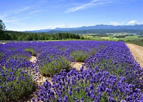 Hokkaido Lavender Fields: 6 Best Places in Furano to See Japan's ...