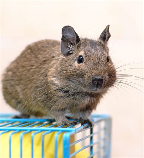 best degu cage - find the perfect home for your cute caviomorph