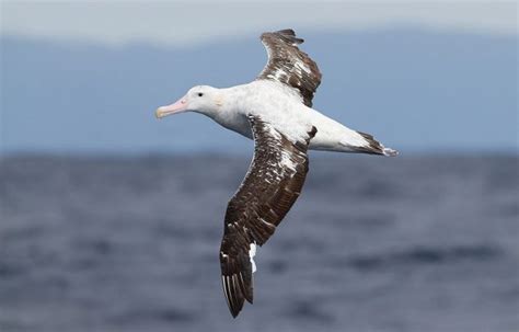 Wandering Albatross | The Animal Facts | Appearance, Diet, Habitat