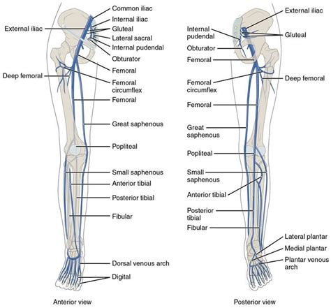 Anatomy and physiology, Lower limb, Leg vein anatomy