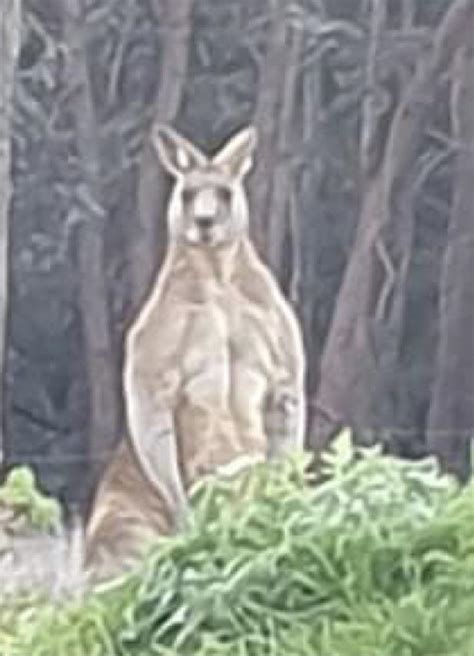 Buff kangaroo I saw : r/mildlyinteresting