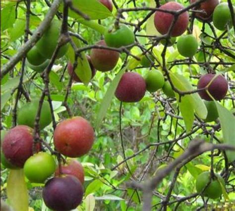 Kokum Farming Information Guide for Beginners | Agri Farming