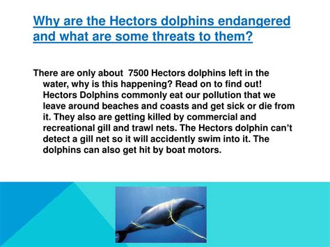 PPT - Hectors Dolphins PowerPoint Presentation, free download - ID:2022114