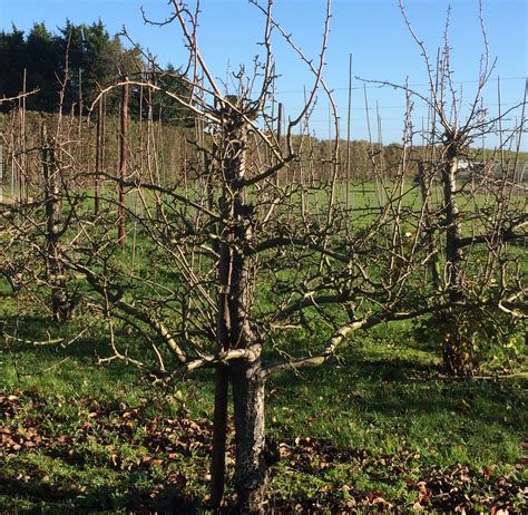 Art of Pruning – Apples and Pears – Croydon Ecology Centre