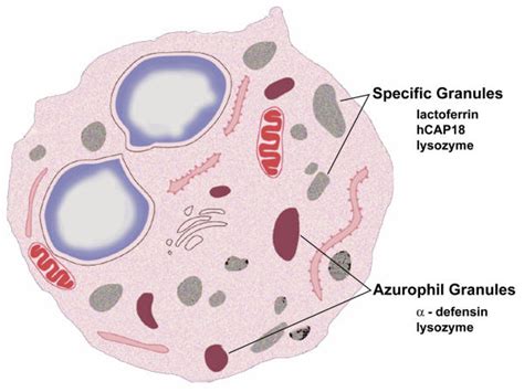 Natural anti-microbial expression in the human neutrophil. Neutrophils... | Download Scientific ...