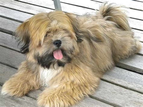 Lhasa Apso - Dog Breed Standards