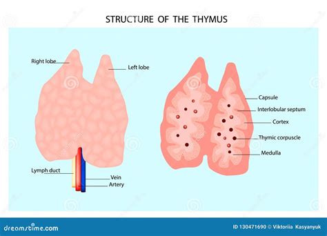 Thymus Gland Of Endocrine System. Medical Science Vector Illustration ...