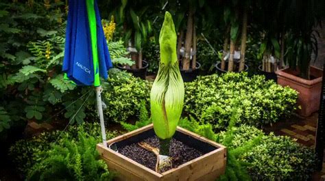 Corpse Flower Timelapse : r/gifs