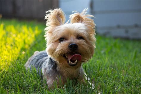 Maltese Yorkie Mix – Adorable and Friendly Hybrid Dog | Maltese yorkie ...