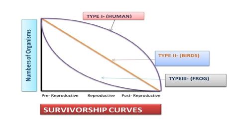 Survivorship Curves: All 3 Types And Their Important Examples