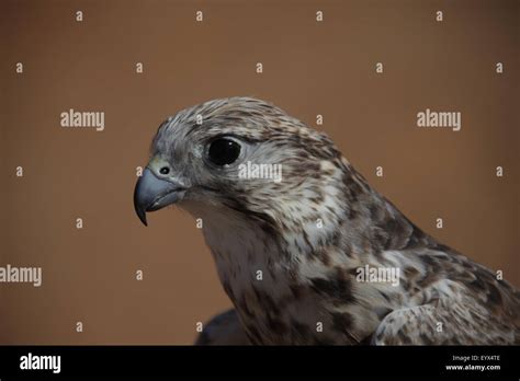 Bird Eagle in the Desert Stock Photo - Alamy