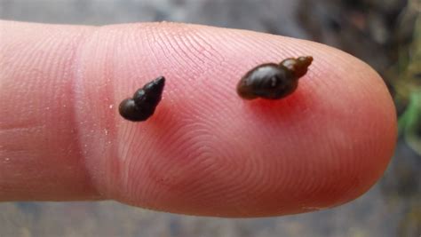 New Zealand mudsnail Michigan's latest invasive species