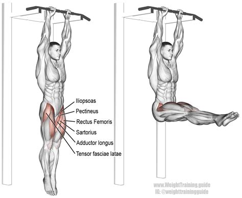 Hanging straight leg raise exercise guide and video | WeightTraining.guide | Straight leg raise ...