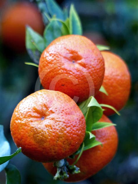 Citrus aurantium myrtifolia Chinotto | Chinotto information & photos