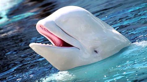 Pin by Nahasapeemapetilon Jlö on Life ️ | Beluga whale, Arctic animals ...