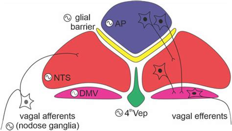 Frontiers | Ticking and talking in the brainstem satiety centre: Circadian timekeeping and ...