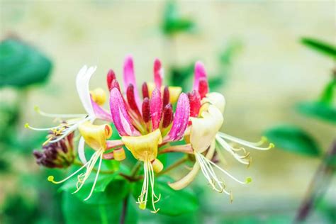 Honeysuckle Flower Meaning & Symbolism: 8 Important Interpretations ...