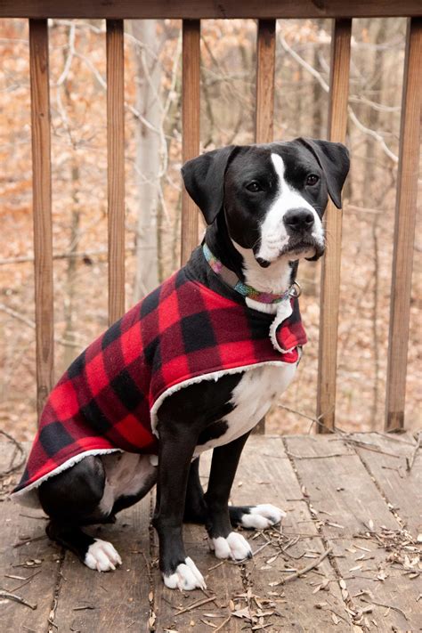 How to Sew a Cozy Custom Dog Coat in Less than an Hour | Wholefully