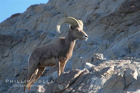 Desert Bighorn Sheep Photo, Stock Photograph of a Desert Bighorn Sheep ...