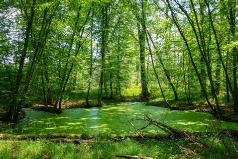 Fontainebleau Forest Stock Photos - Download 1,237 Royalty Free Photos