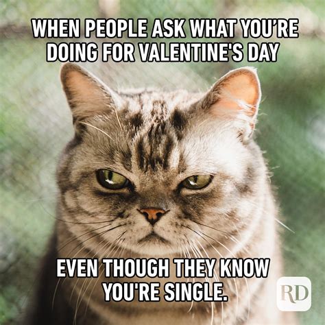 Funny Single Valentine Memes / Valentine's day is nearly upon us, which ...