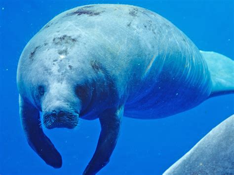 Cites conference: Little-known manatee breed in spotlight | The ...